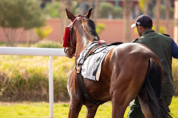 Formation des Cavaliers d'entraînement (CECC)